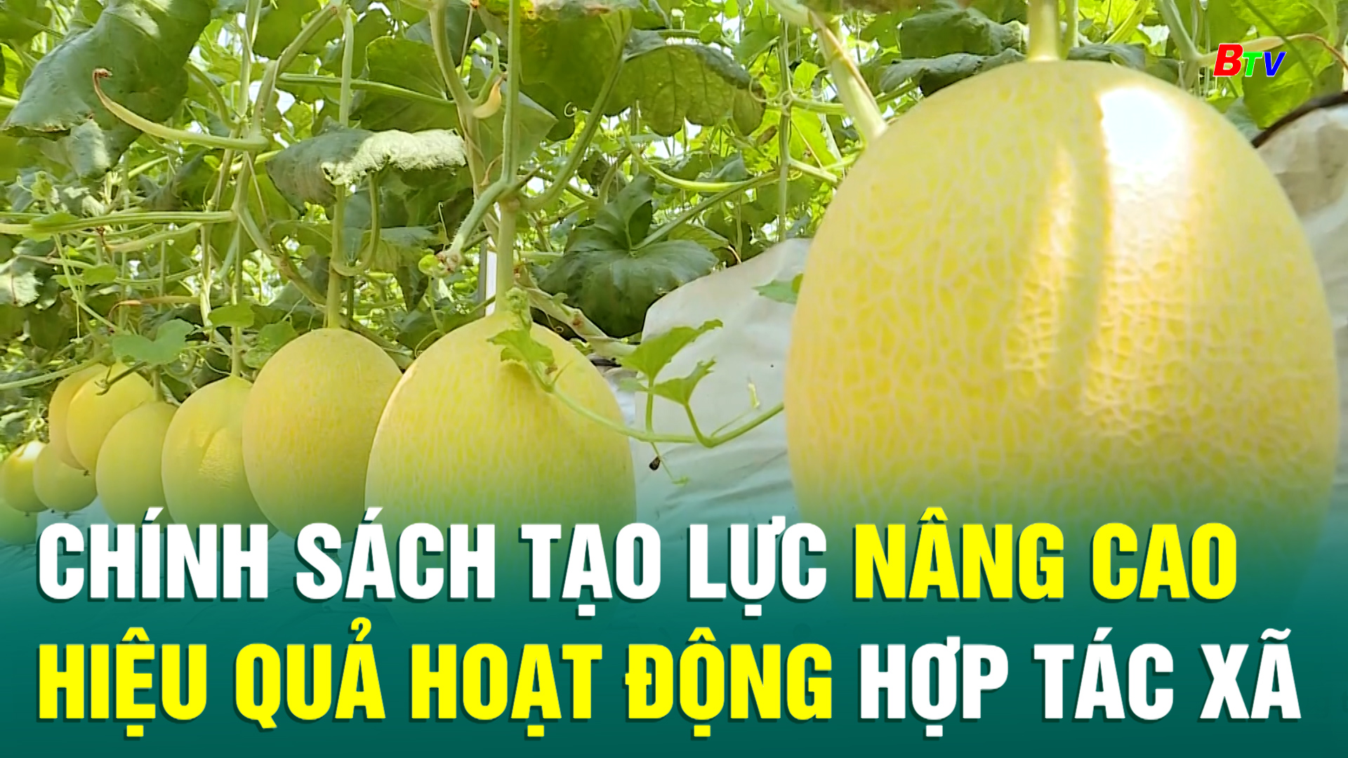 Chính sách tạo lực nâng cao hiệu quả hoạt động hợp tác xã