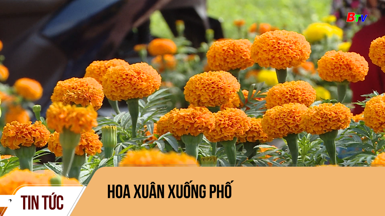 Hoa xuân xuống phố