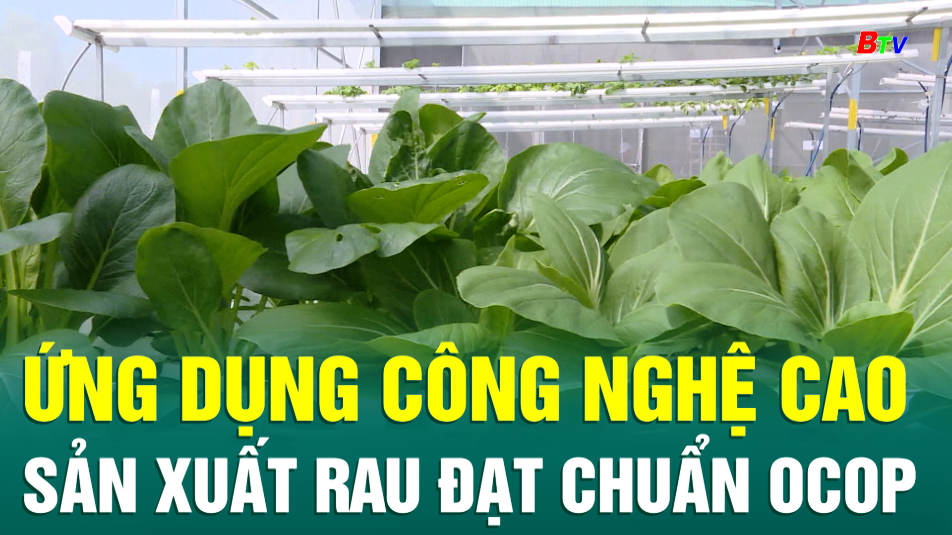 Ứng dụng công nghệ cao sản xuất rau đạt chuẩn OCOP