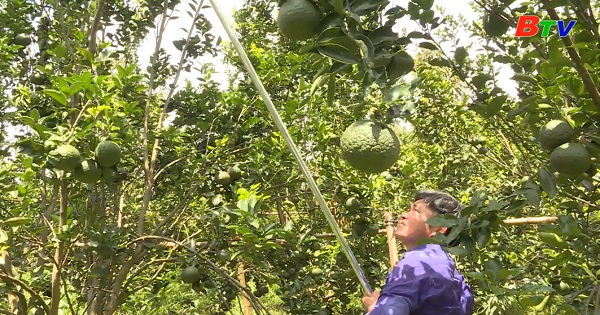 Phong trào nông dân sản xuất, kinh doanh giỏi