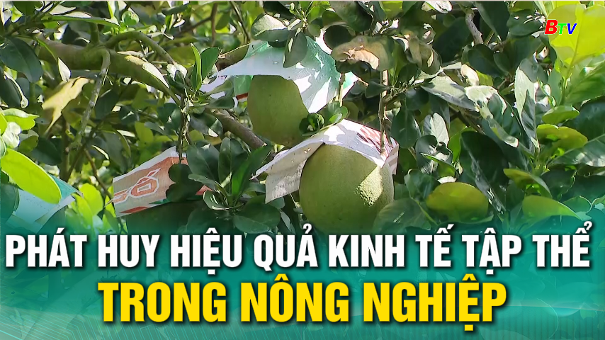 Phát huy hiệu quả kinh tế tập thể trong nông nghiệp