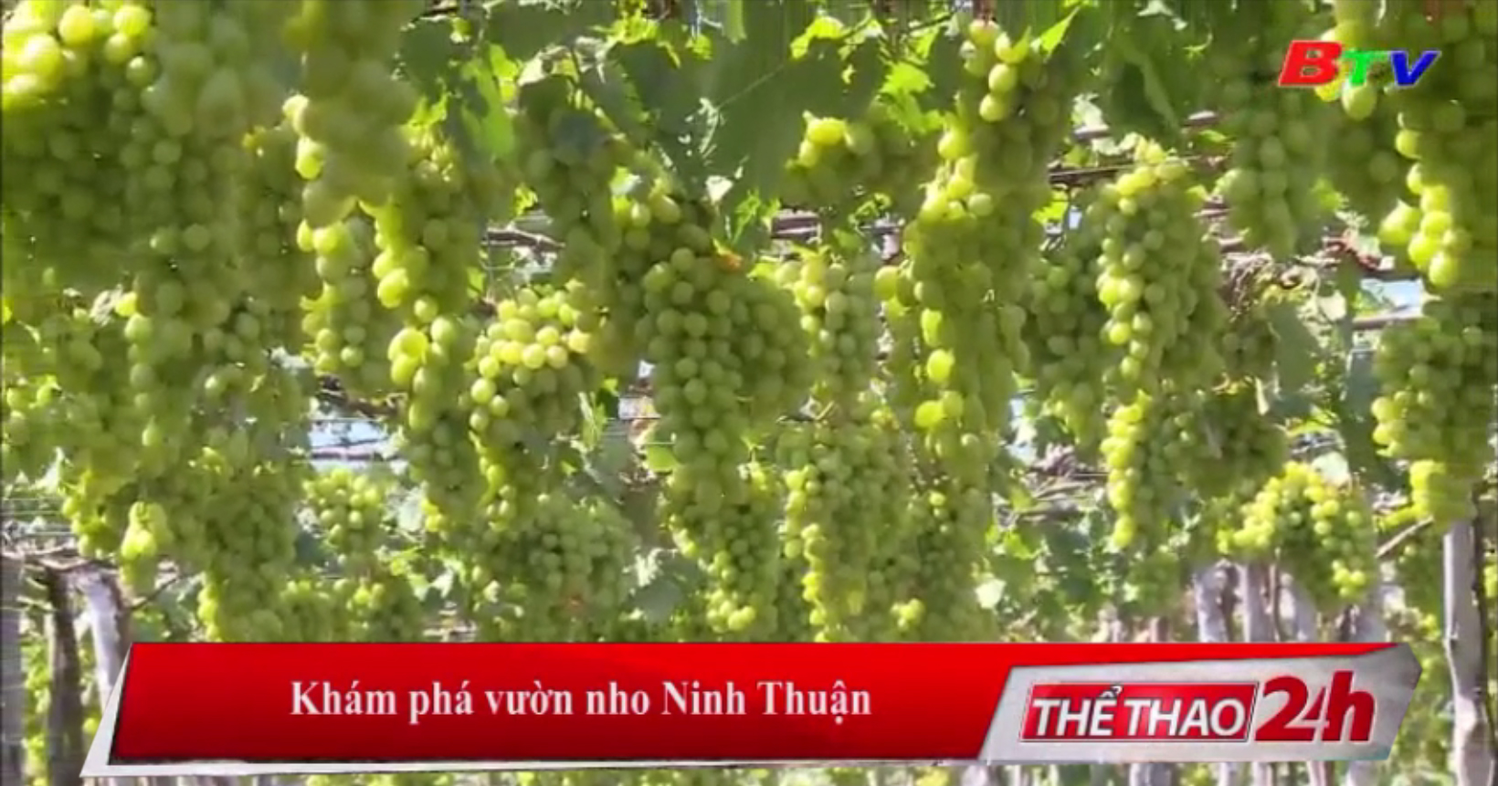Khám phá vườn nho Ninh Thuận