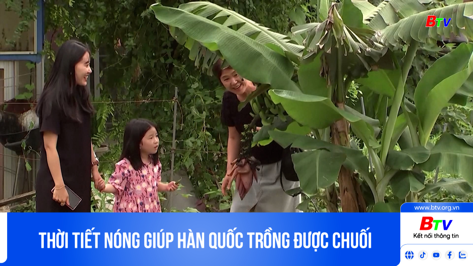 Thời tiết nóng giúp Hàn Quốc trồng được chuối