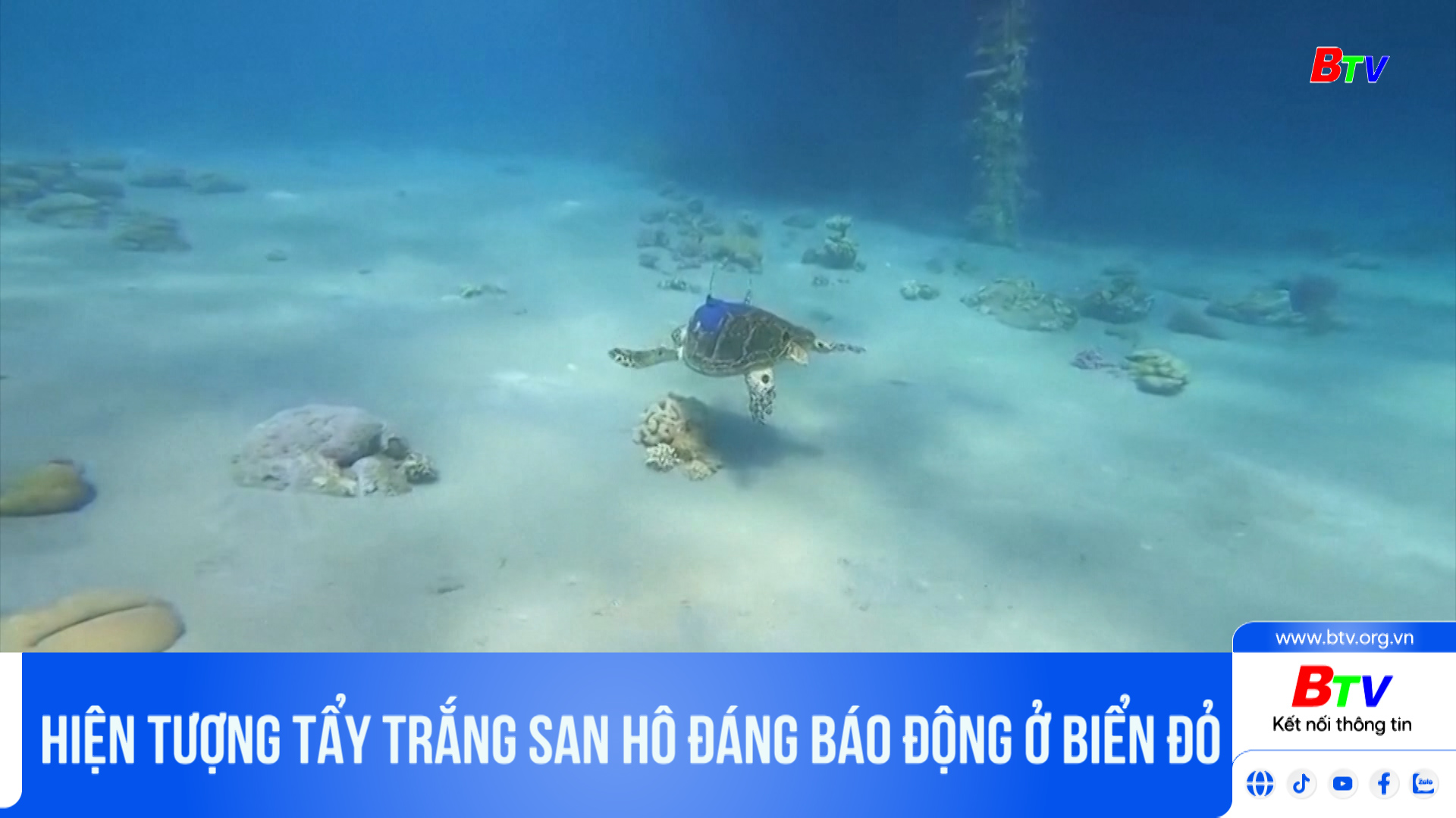 Hiện tượng tẩy trắng san hô đáng báo động ở Biển Đỏ