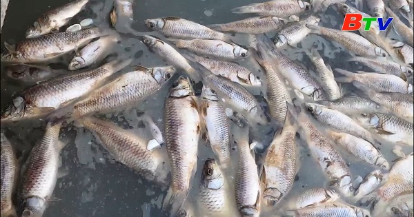 Hàng trăm tấn cá chết không rõ nguyên nhân ở Dầu Tiếng