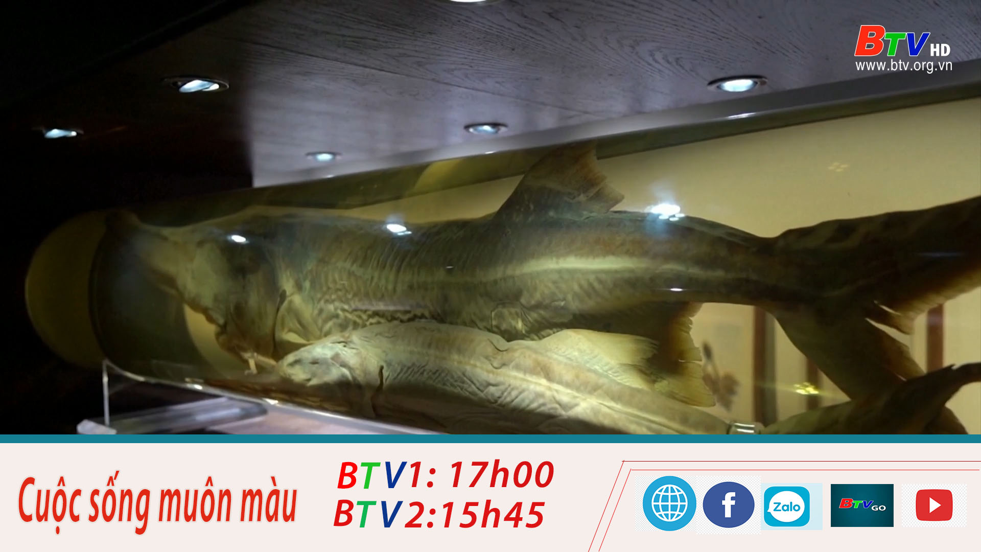 Cá mái chèo của Trung Quốc chính thức tuyệt chủng