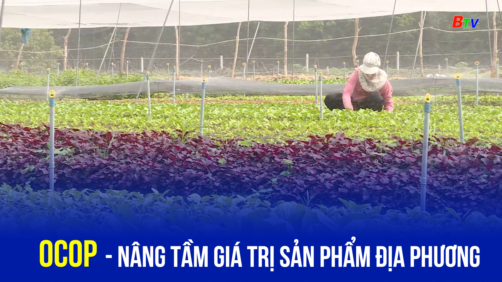 OCOP - Nâng tầm giá trị sản phẩm địa phương