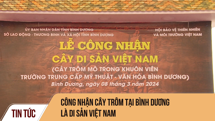 Công nhận cây trôm tại Bình Dương là di sản Việt Nam