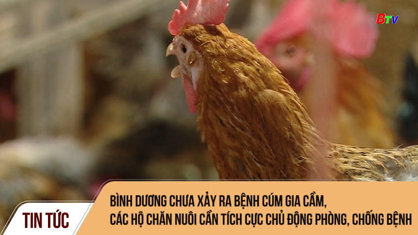 Bình Dương chưa xảy ra bệnh cúm gia cầm, các hộ chăn nuôi cần tích cực chủ động phòng, chống bệnh