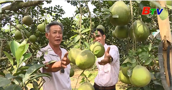 Mùa bưởi Tết ở Cù Lao Bạch Đằng