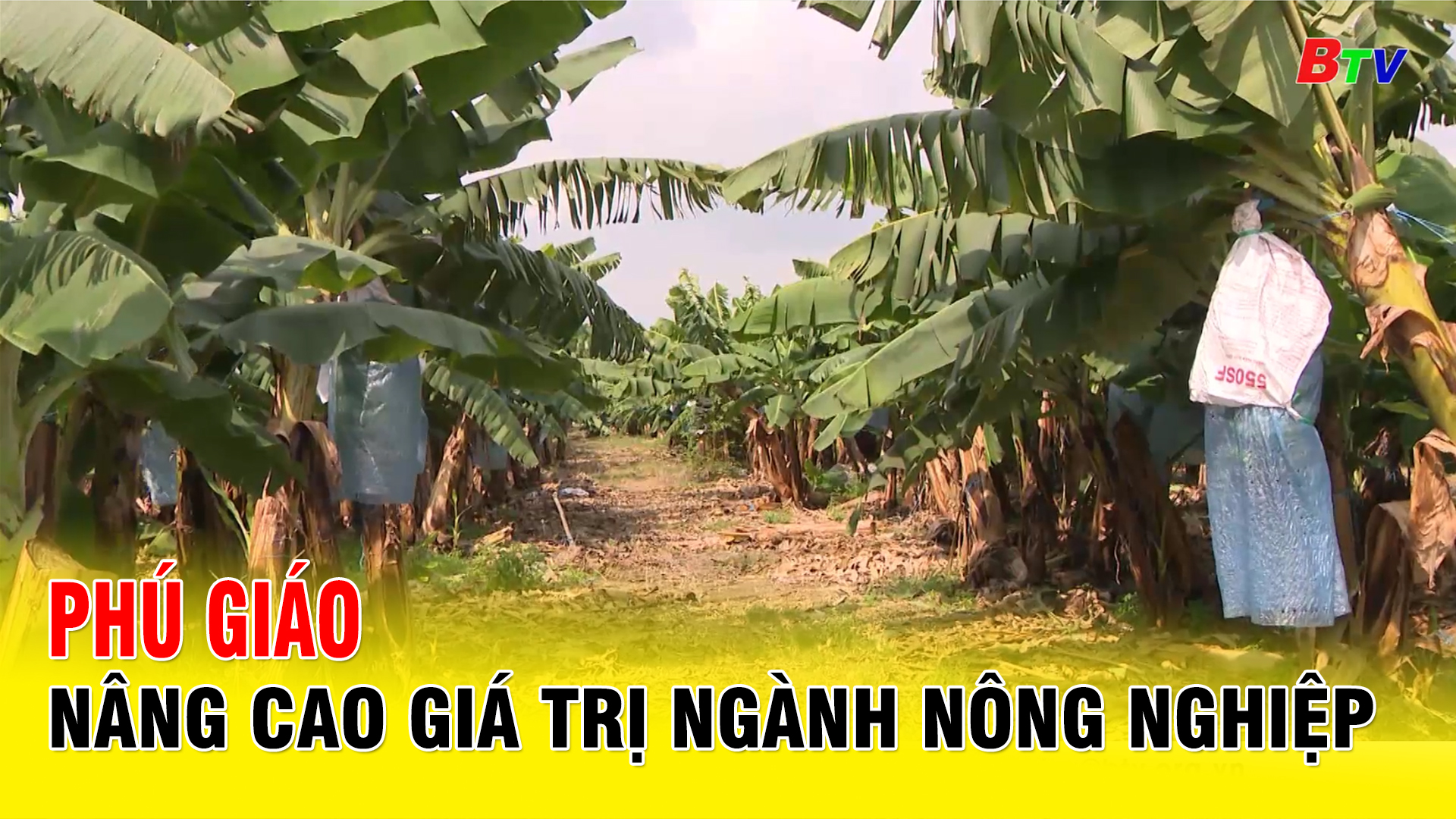 Phú Giáo nâng cao giá trị ngành nông nghiệp
