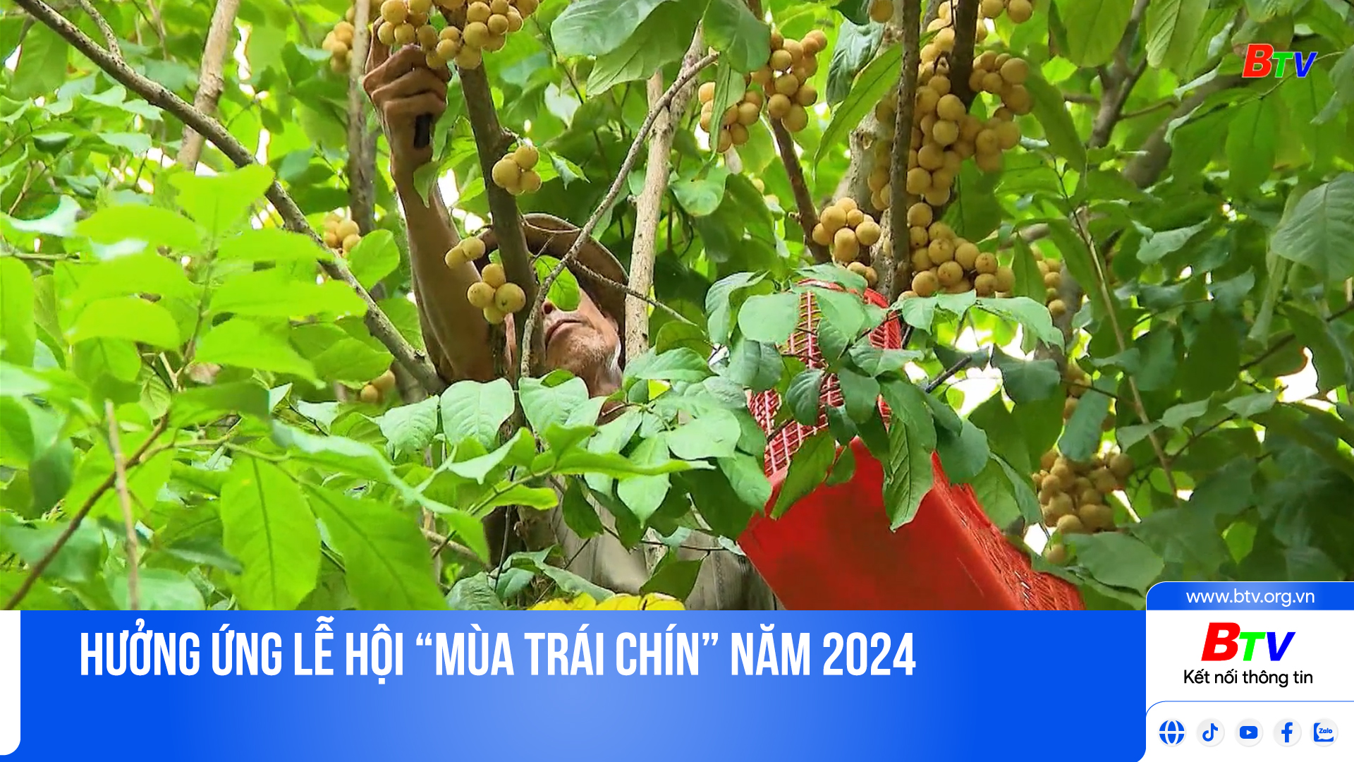 Hưởng ứng Lễ hội “Mùa trái chín” năm 2024