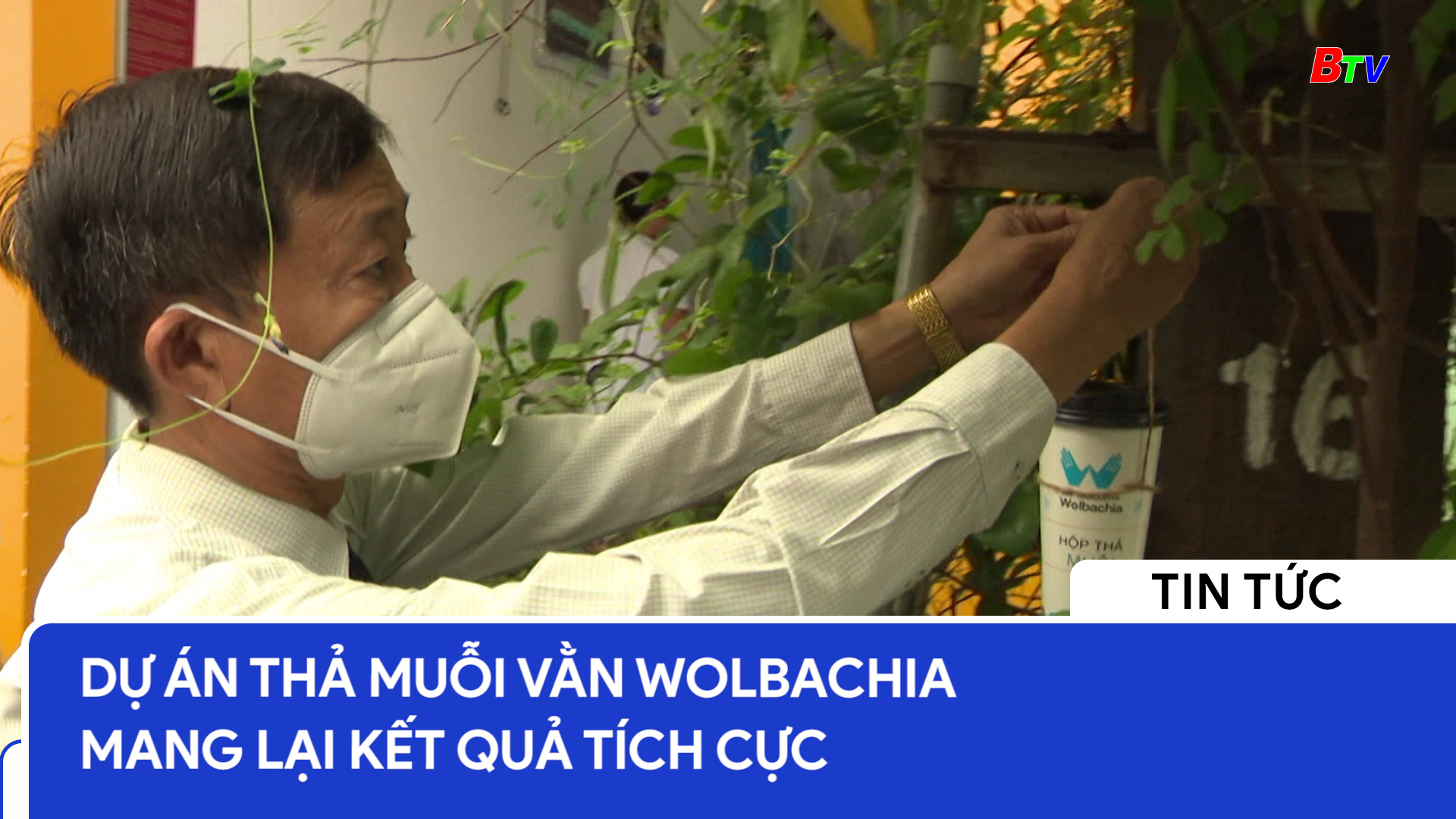 Dự án thả muỗi vằn WOLBACHIA mang lại kết quả tích cực