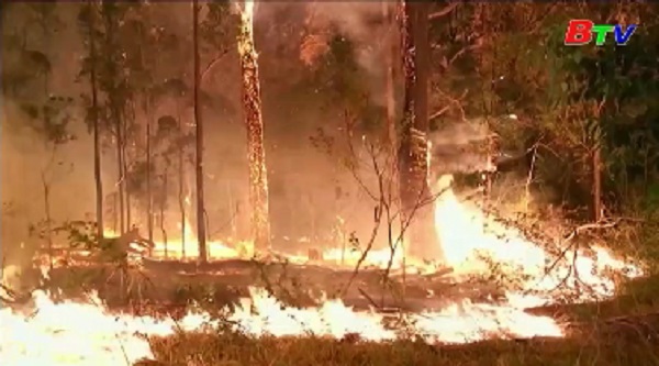 Australia ban bố tình trạng khẩn cấp vì cháy rừng