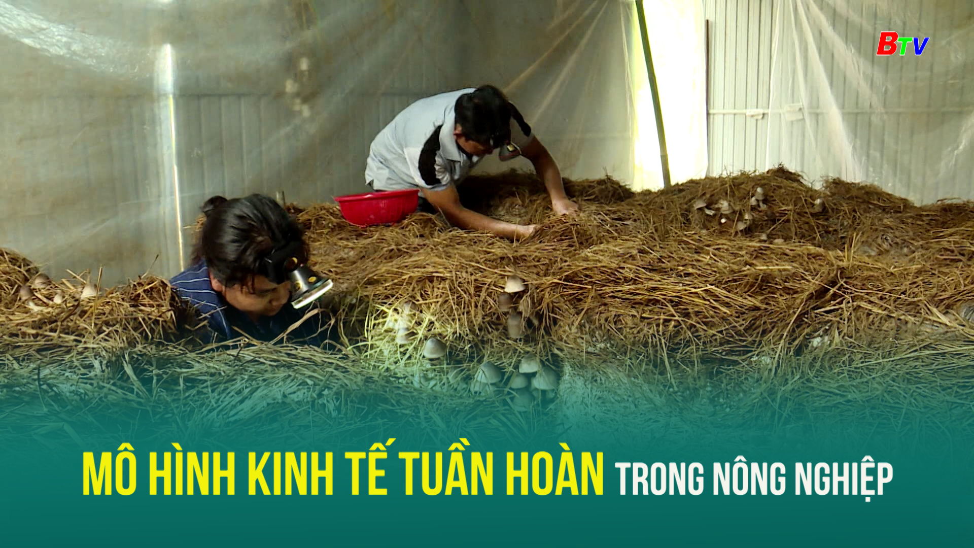 Mô hình kinh tế tuần hoàn trong nông nghiệp