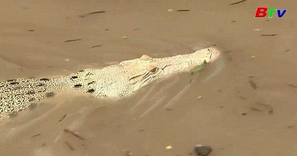 Chiêm ngưỡng chú cà sấu trắng quý hiếm ở Australia