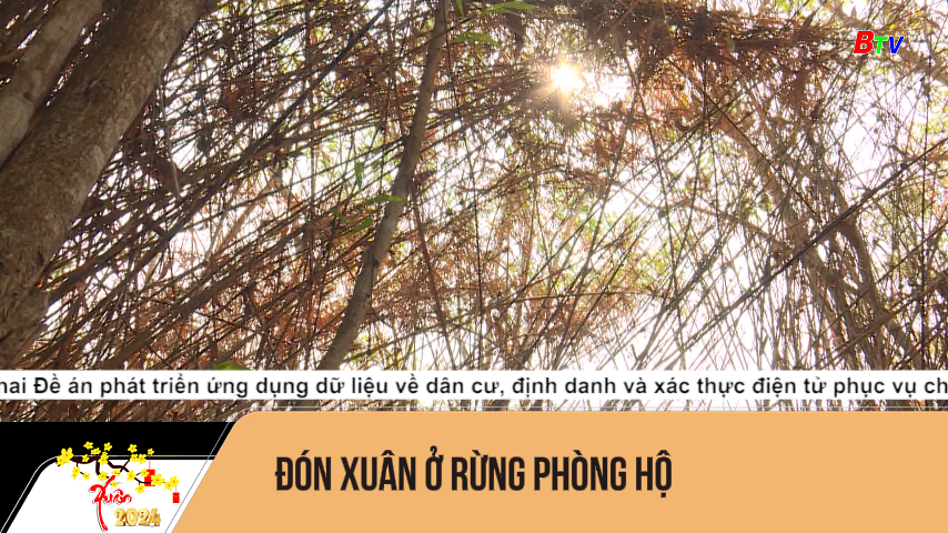 Đón Xuân ở rừng phòng hộ