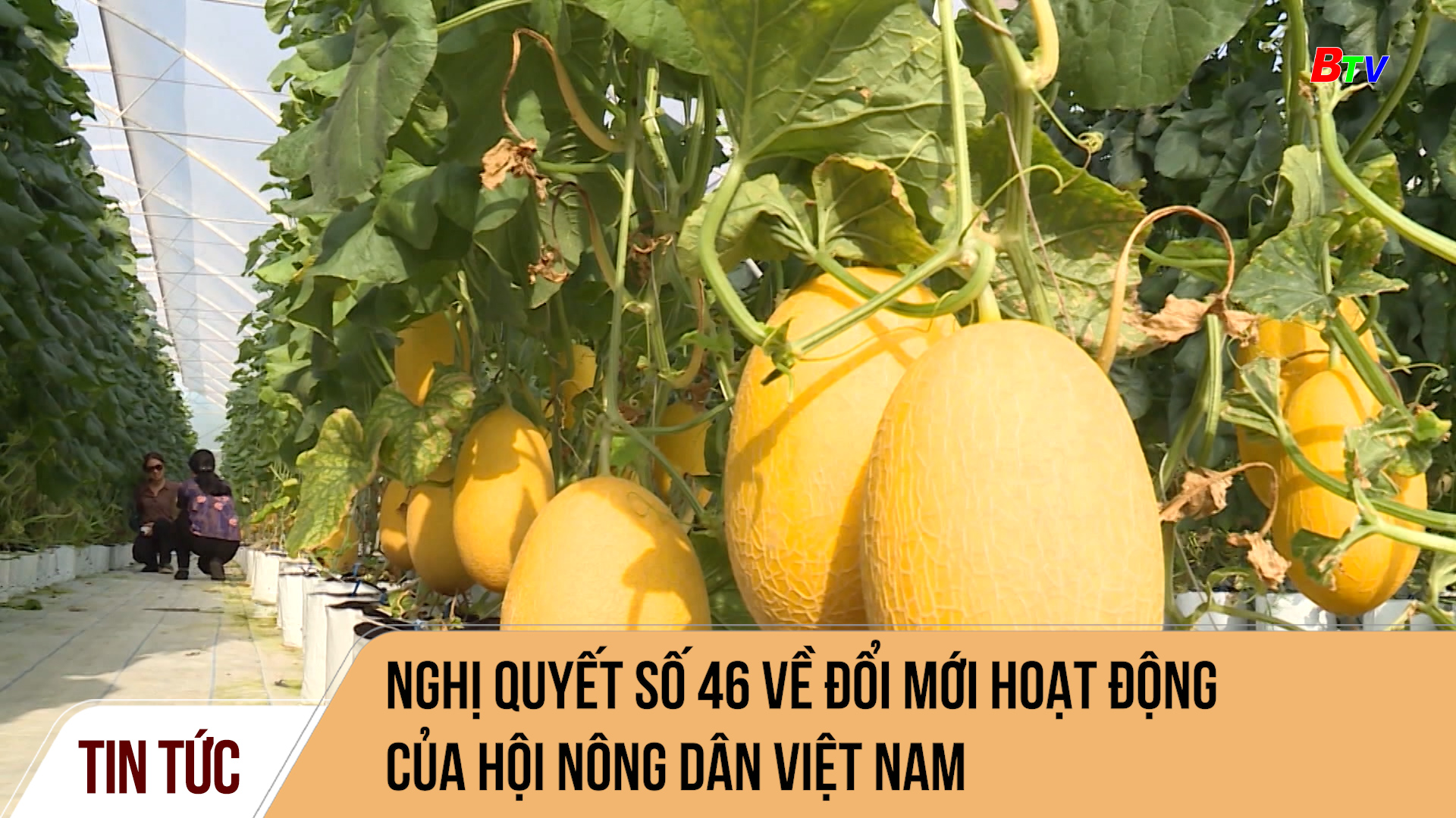 Nghị quyết số 46 về đổi mới hoạt động của Hội nông dân Việt Nam