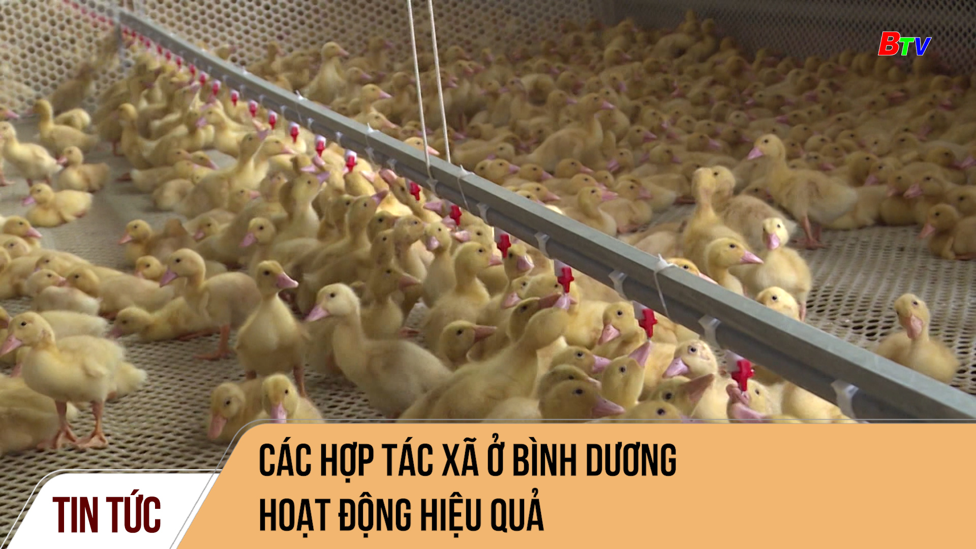 Các Hợp tác xã ở Bình Dương hoạt động hiệu quả