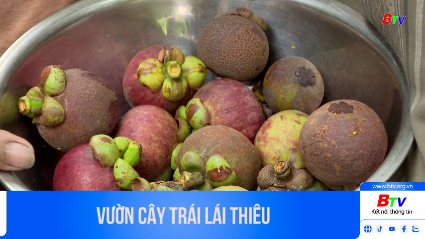 Vườn cây trái Lái Thiêu