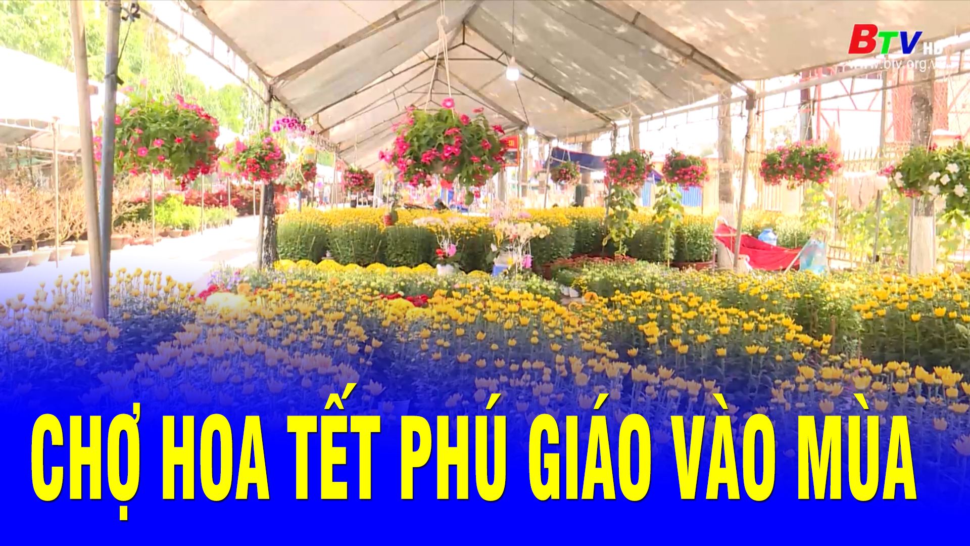 Chợ hoa Tết Phú Giáo vào mùa