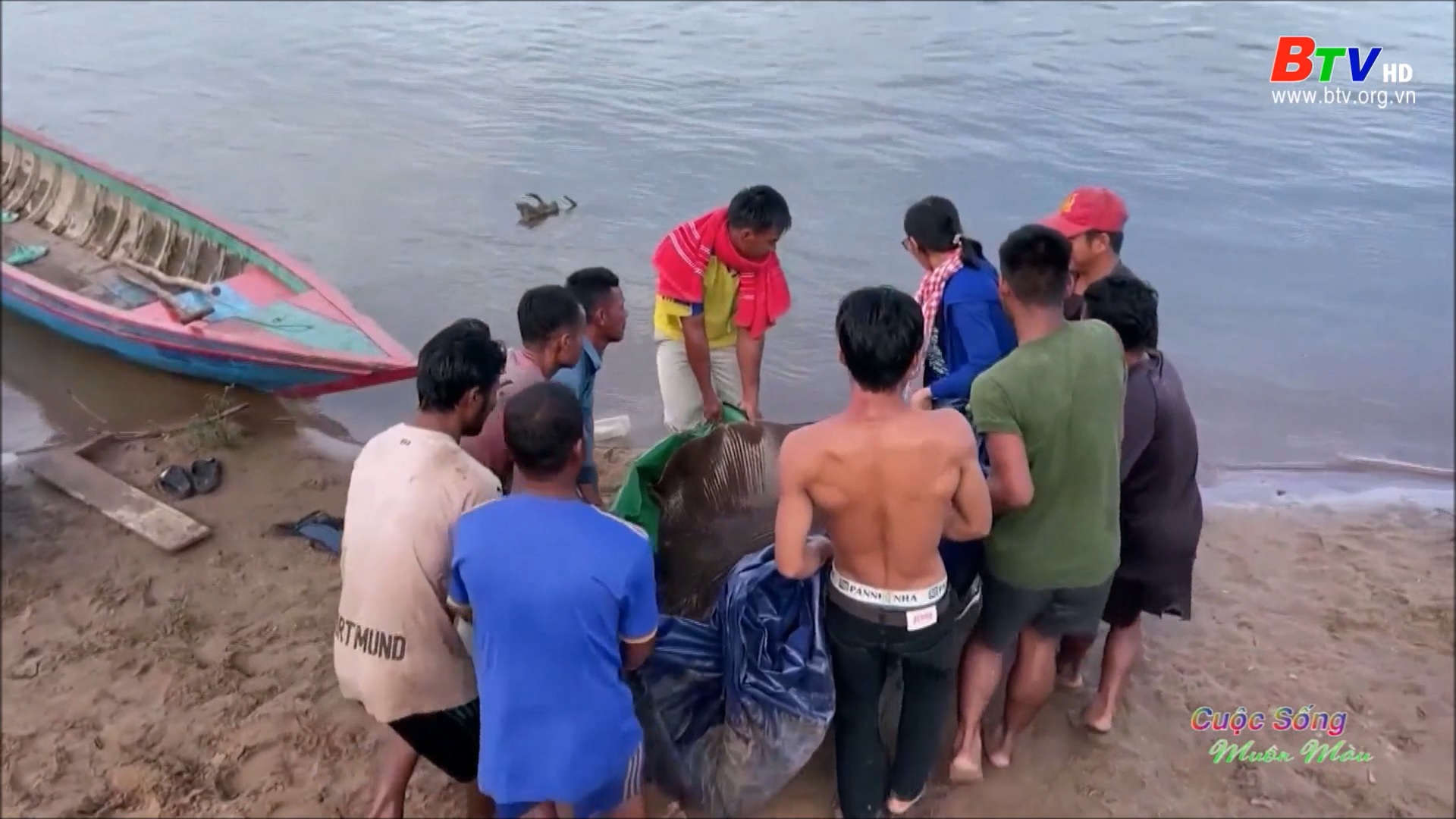 Giải cứu cá đuối khổng lồ trên sông Mekong