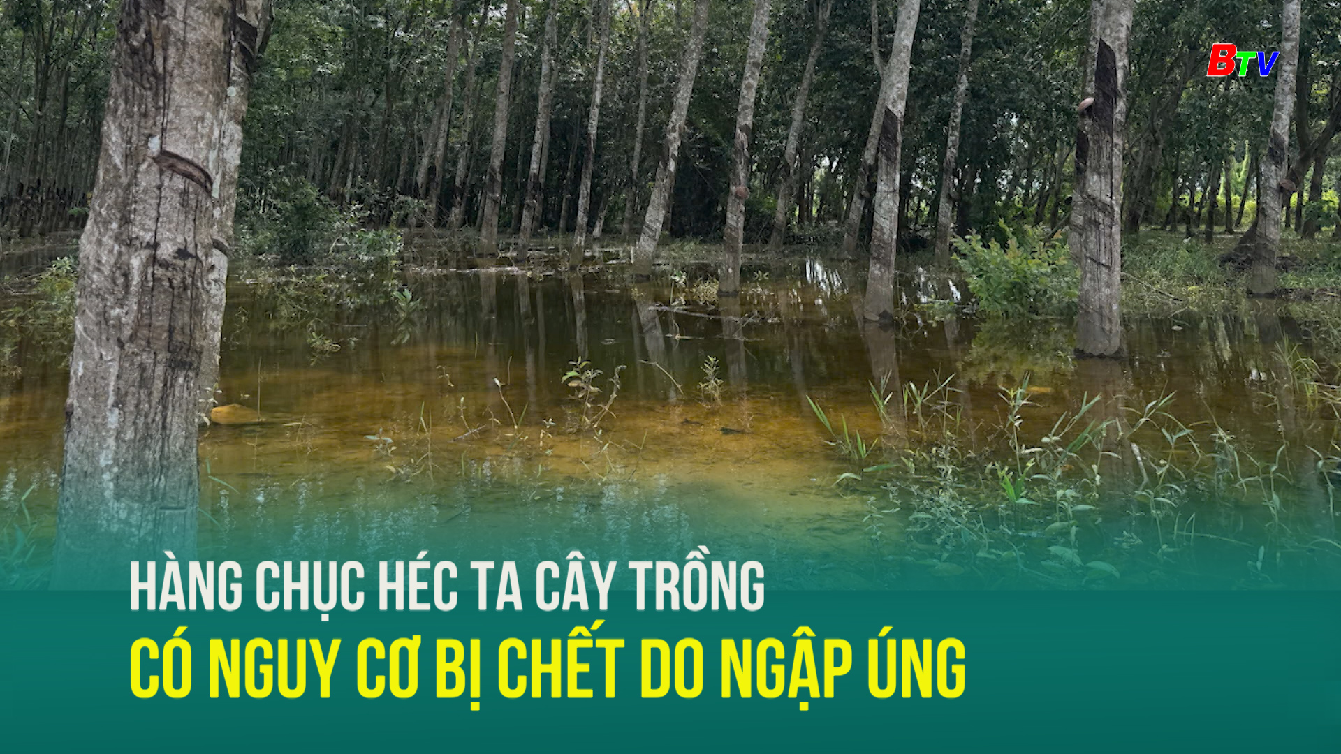 Hàng chục héc ta cây trồng có nguy cơ bị chết do ngập úng