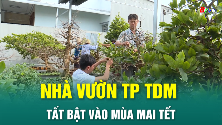 Nhà vườn TP TDM tất bật vào mùa mai Tết