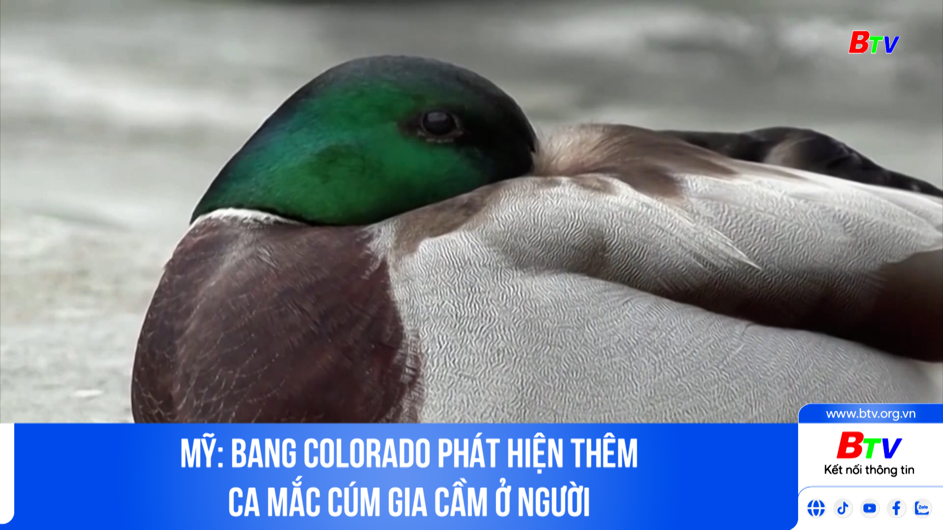 Mỹ: bang Colorado phát hiện thêm ca mắc cúm gia cầm ở người