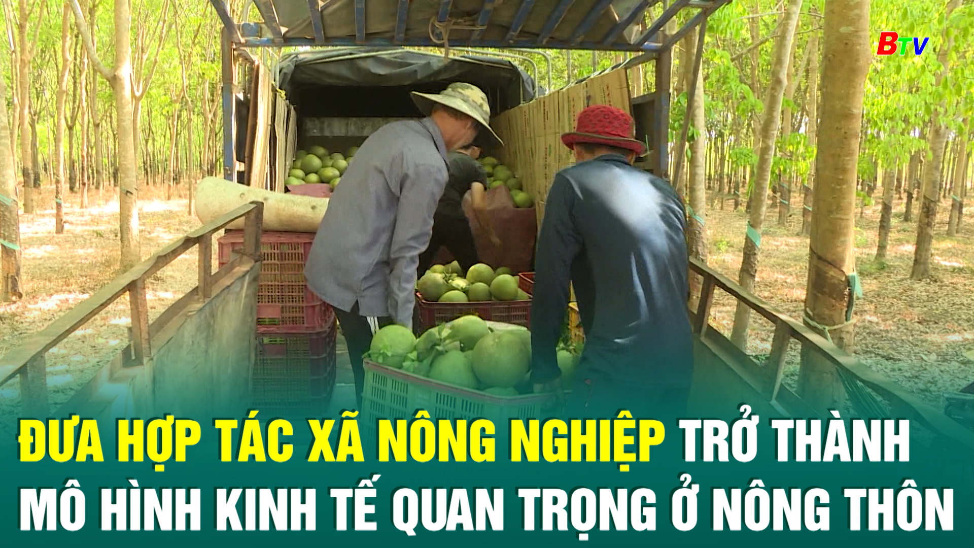 Đưa hợp tác xã nông nghiệp trở thành mô hình kinh tế quan trọng ở nông thôn