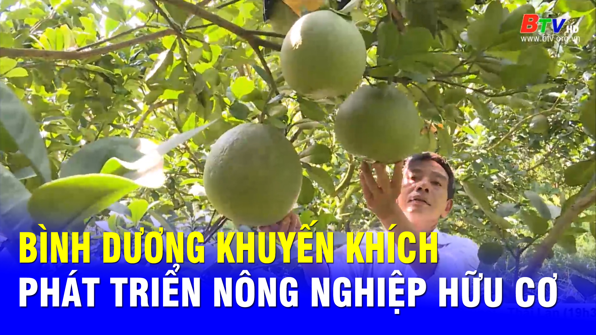 Bình Dương khuyến khích phát triển nông nghiệp hữu cơ