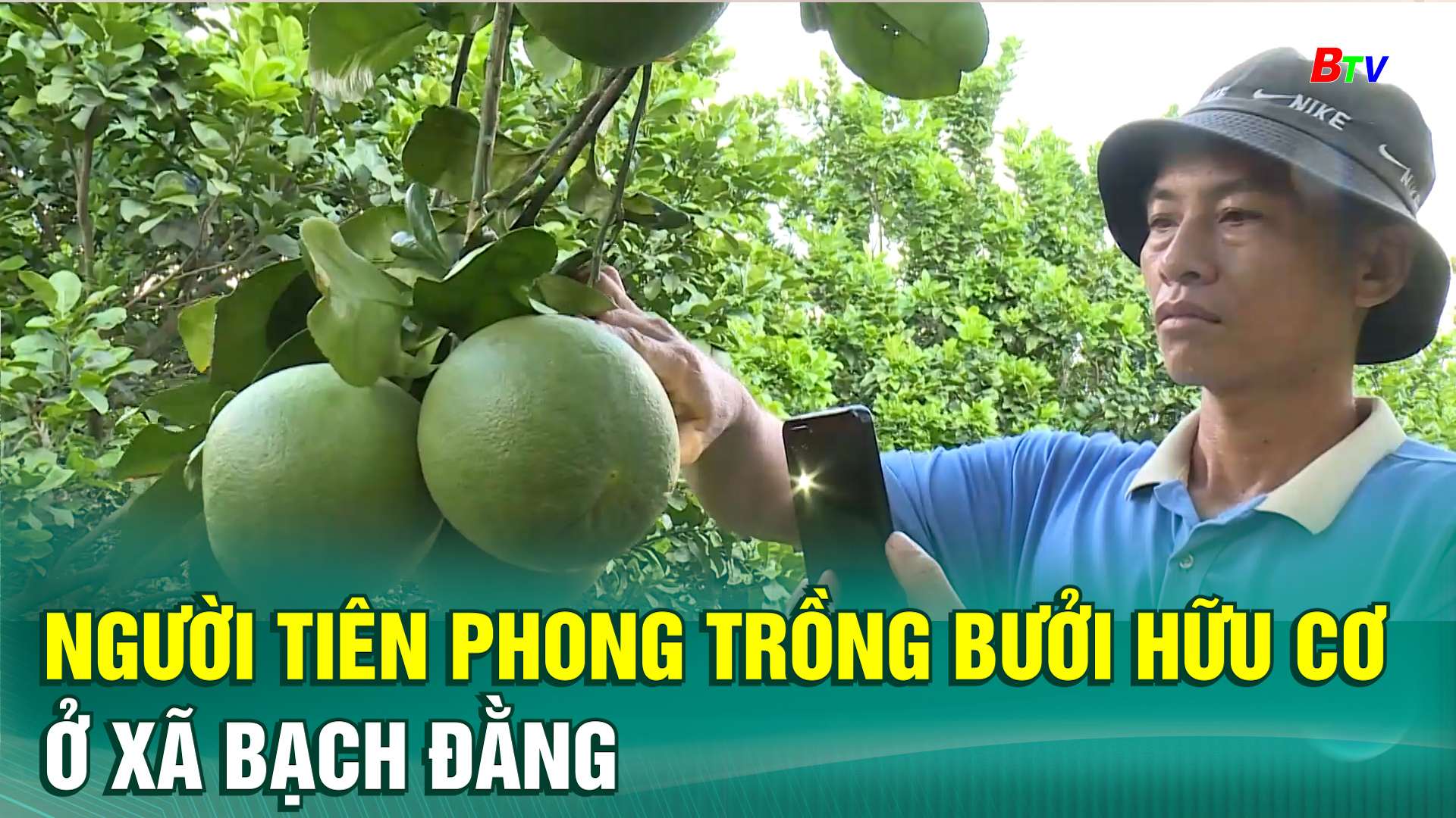 Người tiên phong trồng bưởi hữu cơ ở xã Bạch Đằng
