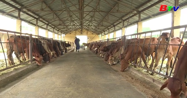 Công tác thú y trong chăn nuôi bò thịt cao sản