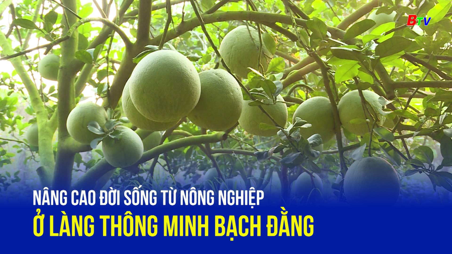 Nâng cao đời sống từ nông nghiệp ở làng thông minh Bạch Đằng