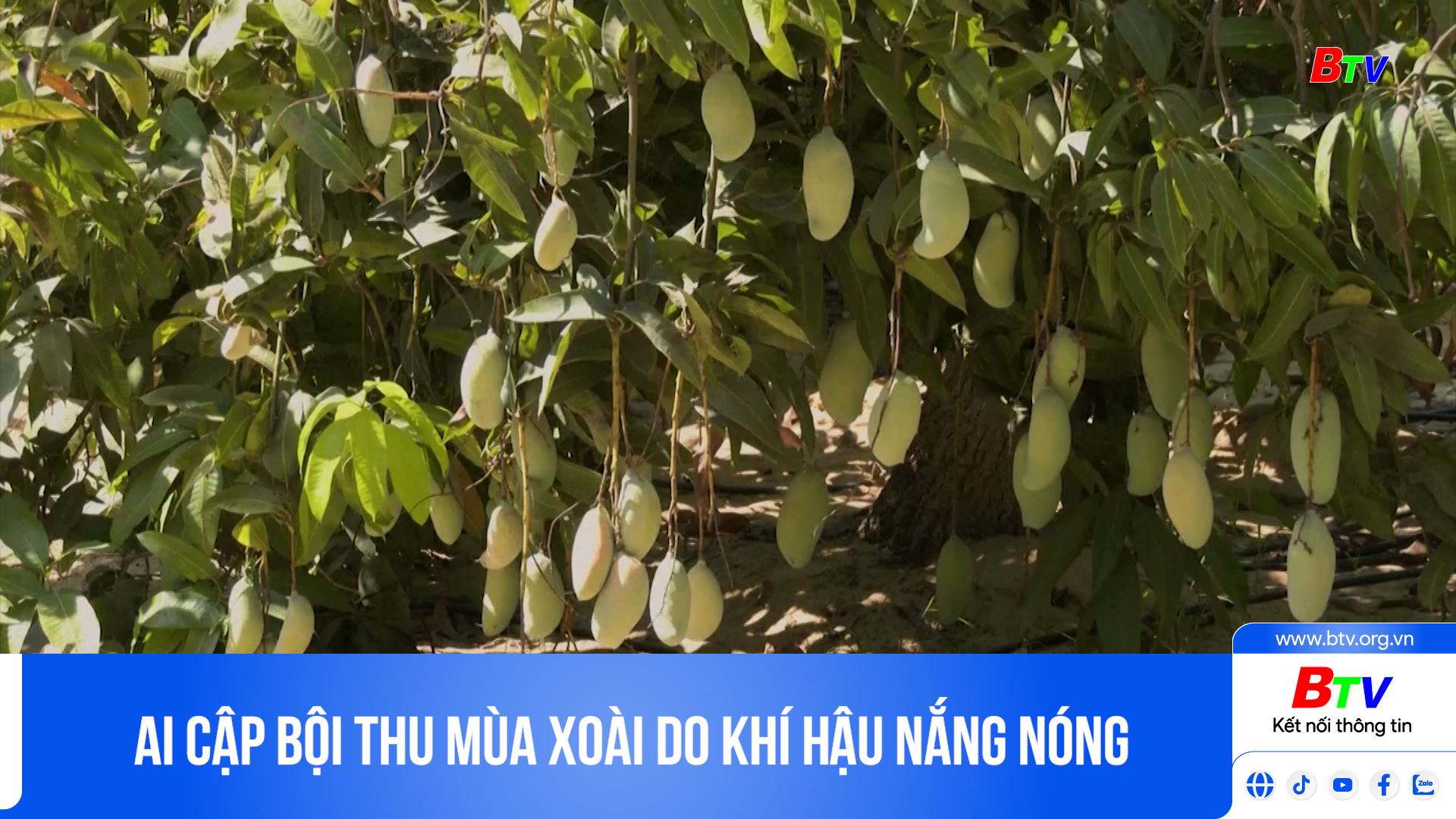 Ai Cập bội thu mùa xoài do khí hậu nắng nóng