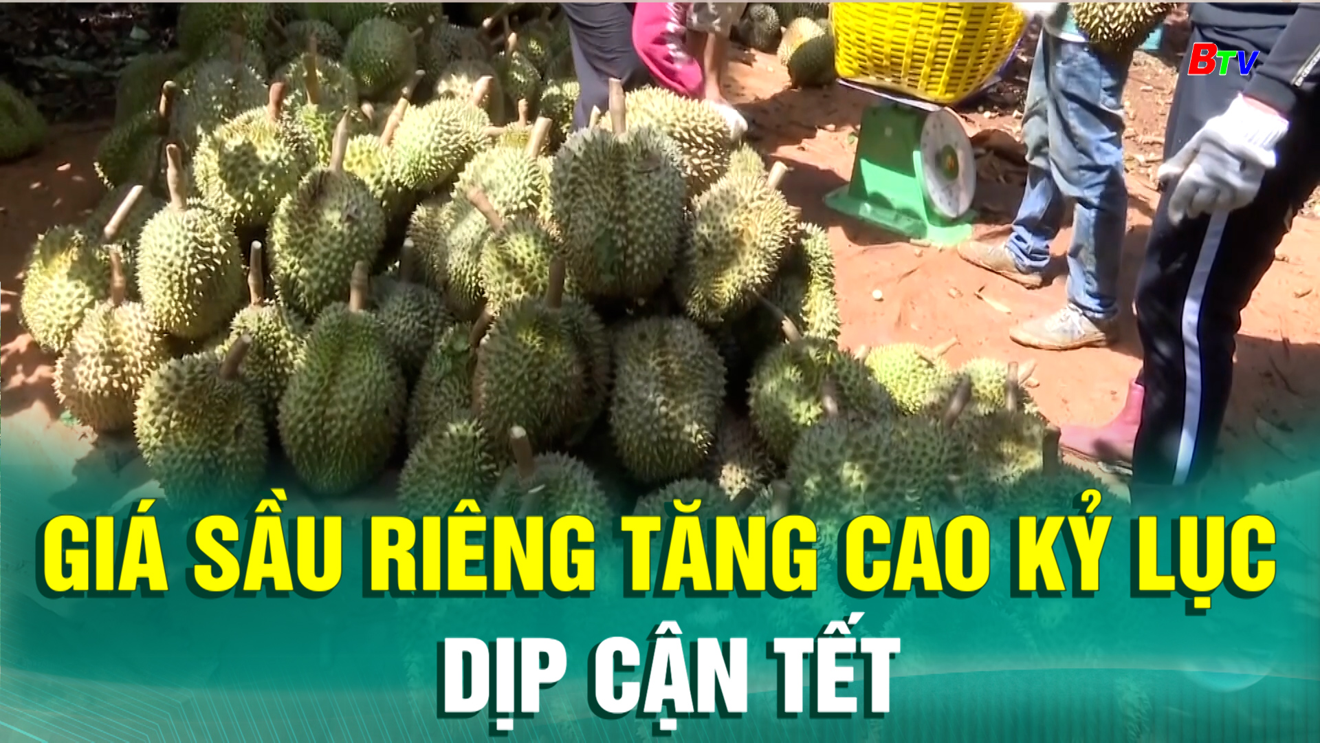 Giá sầu riêng tăng cao kỷ lục dịp cận Tết