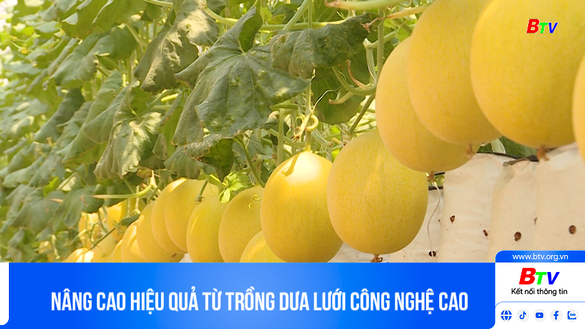 Nâng cao hiệu quả từ trồng dưa lưới công nghệ cao