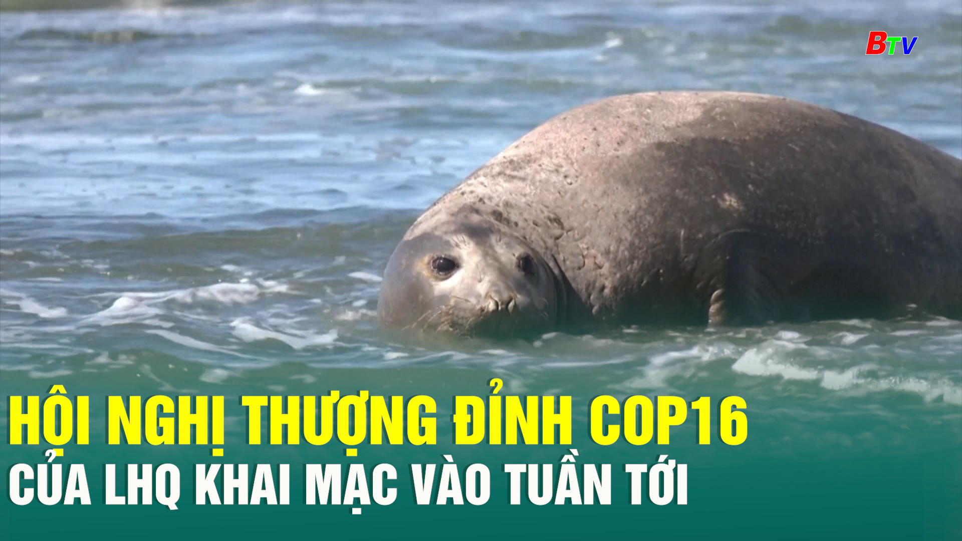 Hội nghị thượng đỉnh COP16 của LHQ khai mạc vào tuần tới