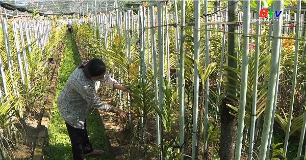 Một mô hình trồng lan hiệu quả ở Phú Giáo