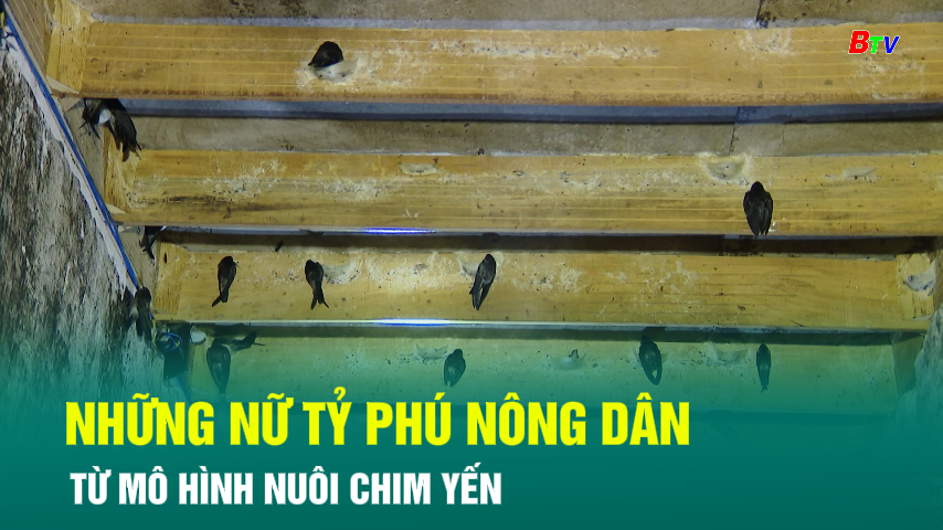 Những nữ tỷ phú nông dân từ mô hình nuôi chim yến