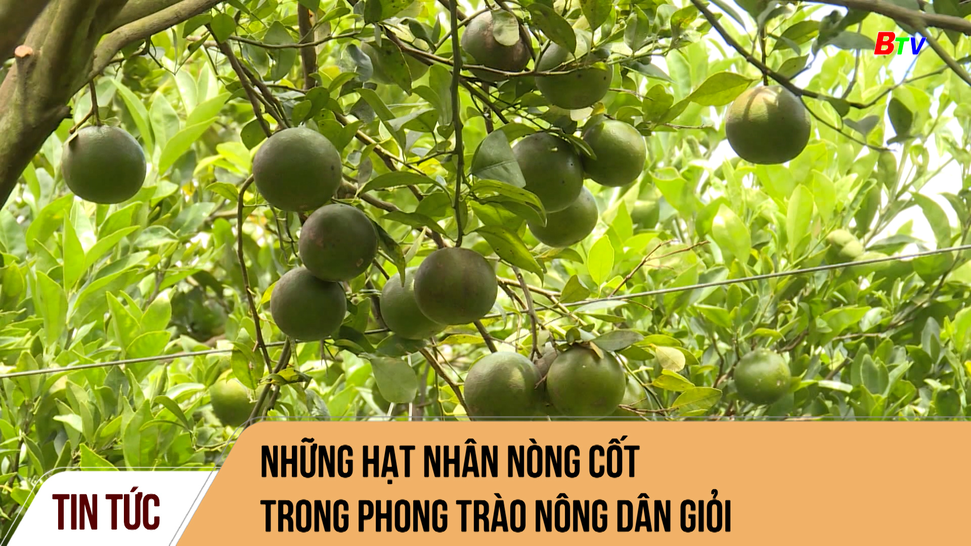 Những hạt nhân nòng cốt trong phong trào nông dân giỏi