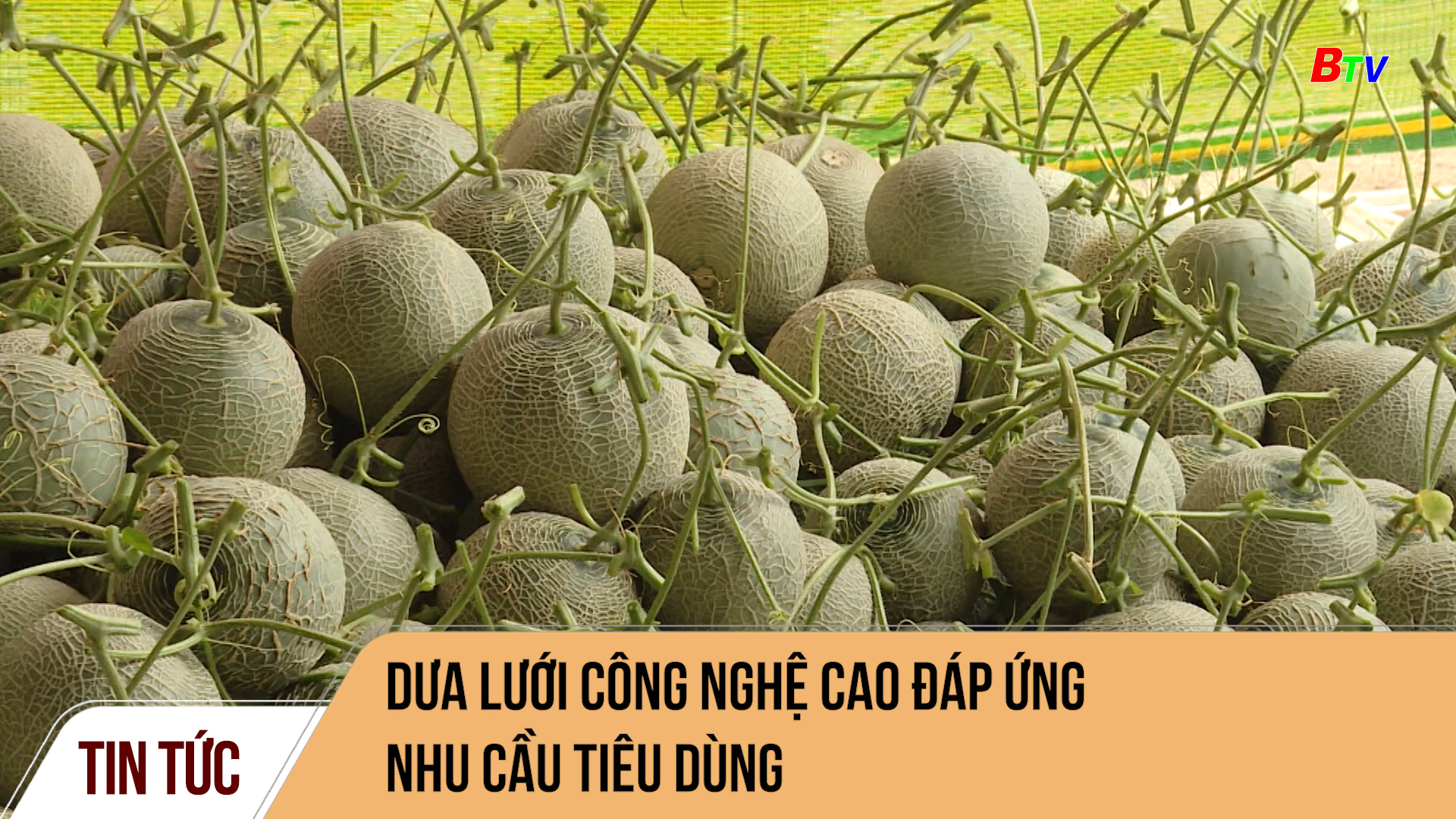 Dưa lưới công nghệ cao đáp ứng nhu cầu tiêu dùng