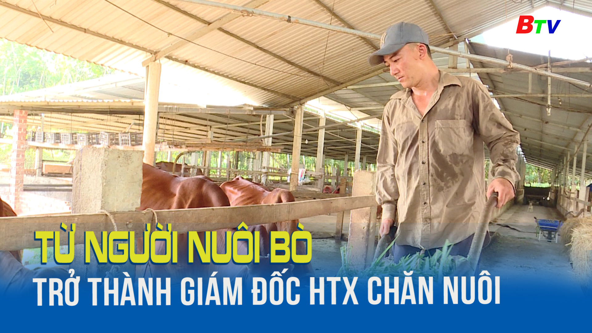 Từ người nuôi bò trở thành giám đốc HTX chăn nuôi