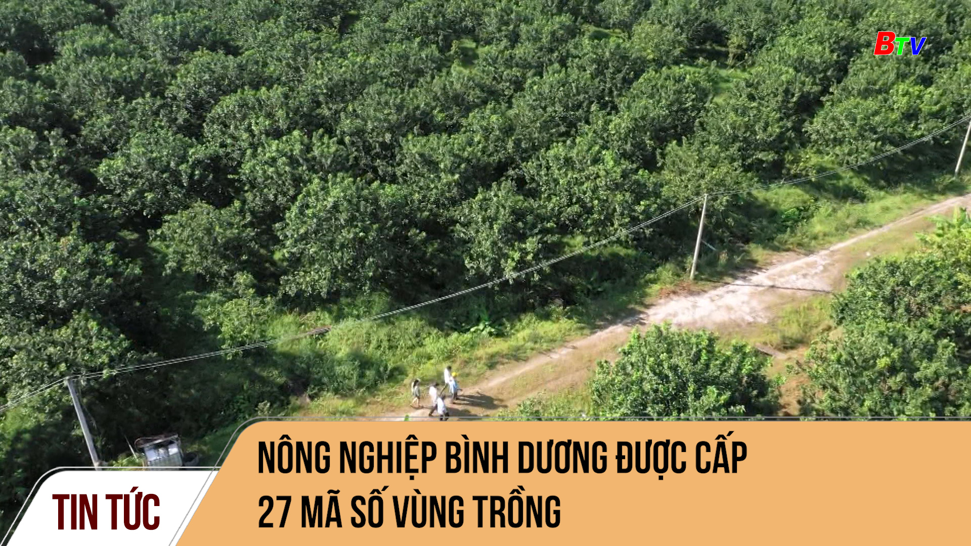 Nông nghiệp Bình Dương được cấp 27 mã số vùng trồng