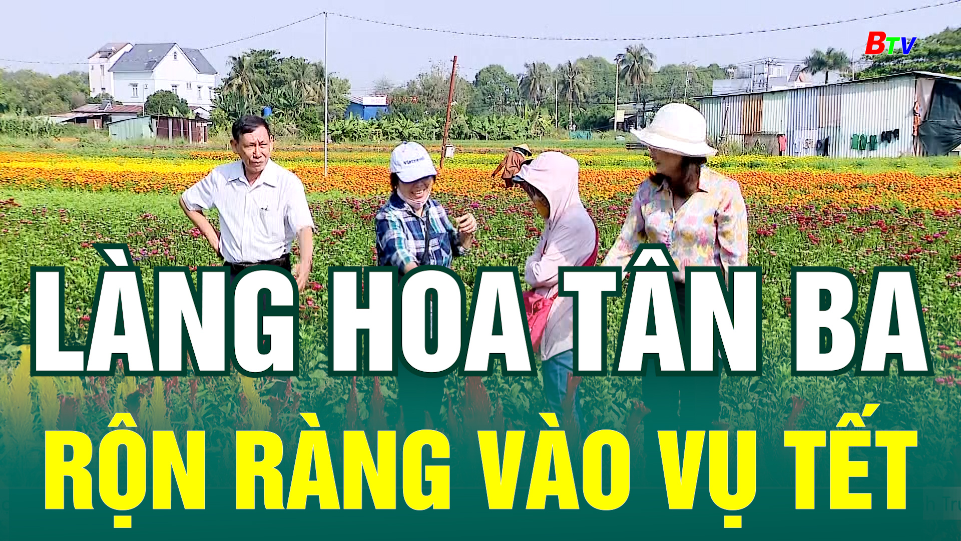 Làng hoa Tân Ba rộn ràng vào vụ Tết