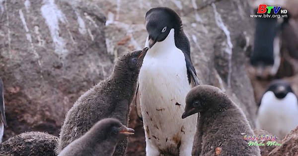 Phát hiện mới về quần thể chim cánh cụt ở Nam Mỹ