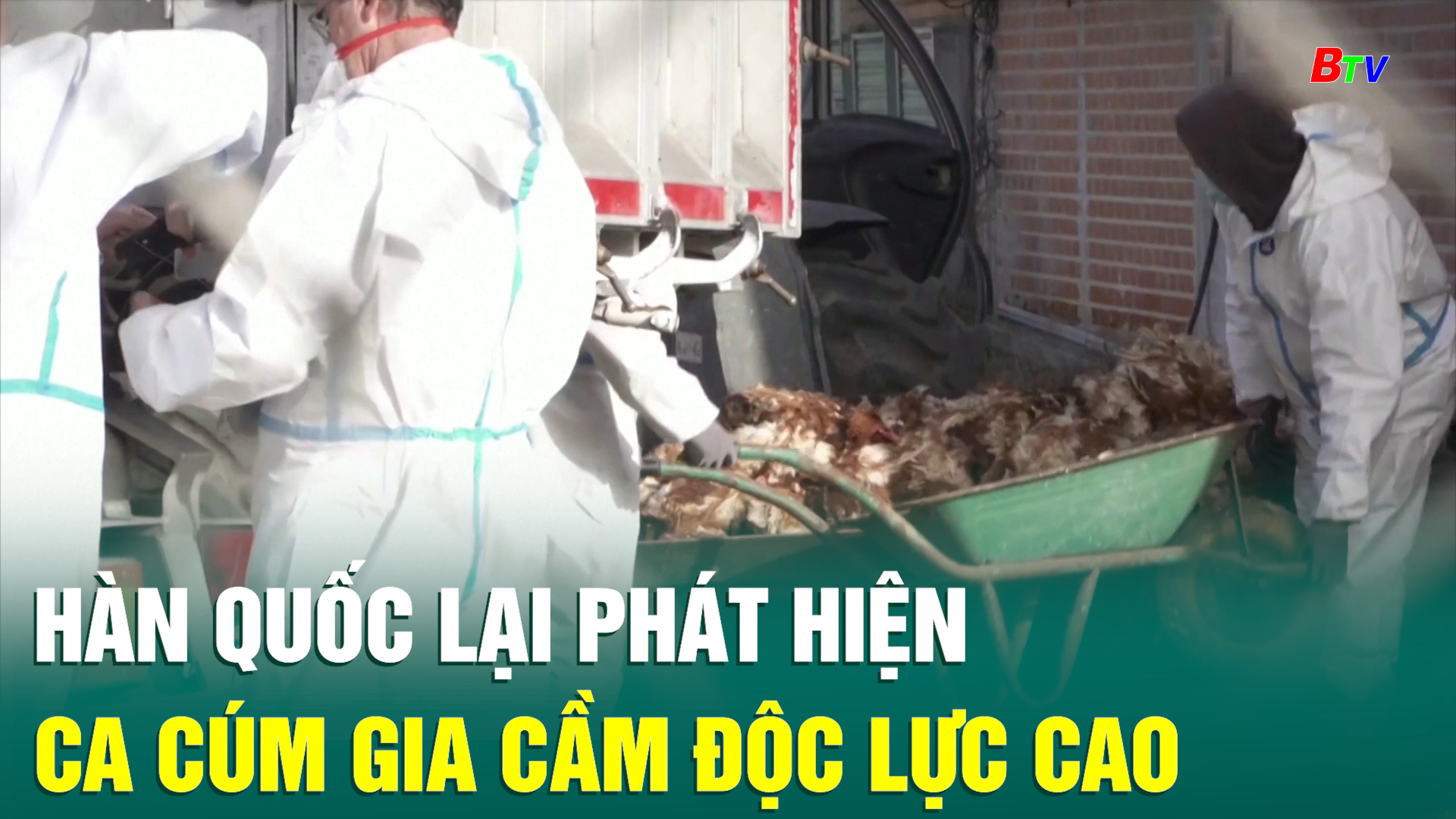 Hàn Quốc lại phát hiện ca cúm gia cầm độc lực cao