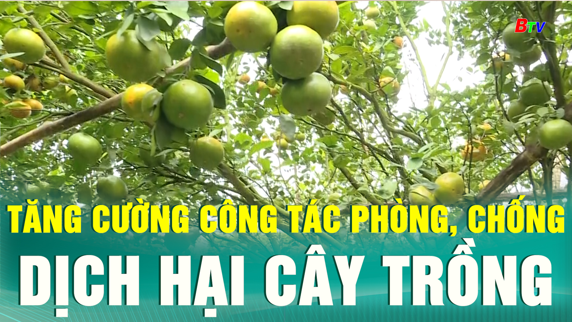 Tăng cường công tác phòng, chống dịch hại cây trồng