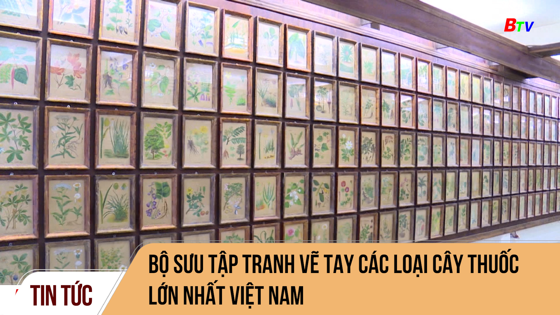 Bộ sưu tập tranh vẽ tay các loại cây thuốc lớn nhất Việt Nam