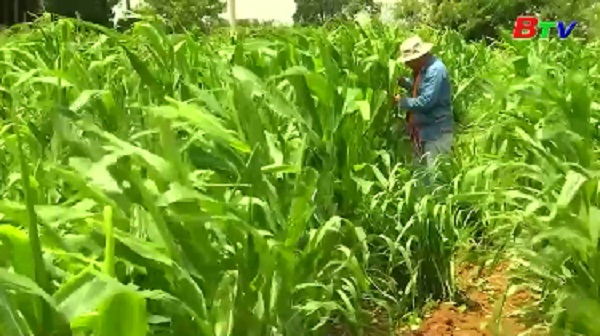 FAO kêu gọi khai thác tiềm năng đổi mới của nông nghiệp để chống hạn hán
